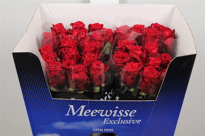 <h4>R Gr Red Naomi!</h4>