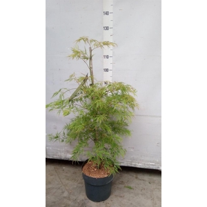 Acer palmatum 'Dissectum'