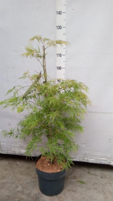 <h4>Acer palmatum 'Dissectum'</h4>