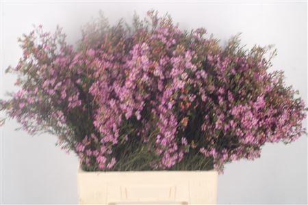 <h4>Chamelaucium Purple Pride</h4>