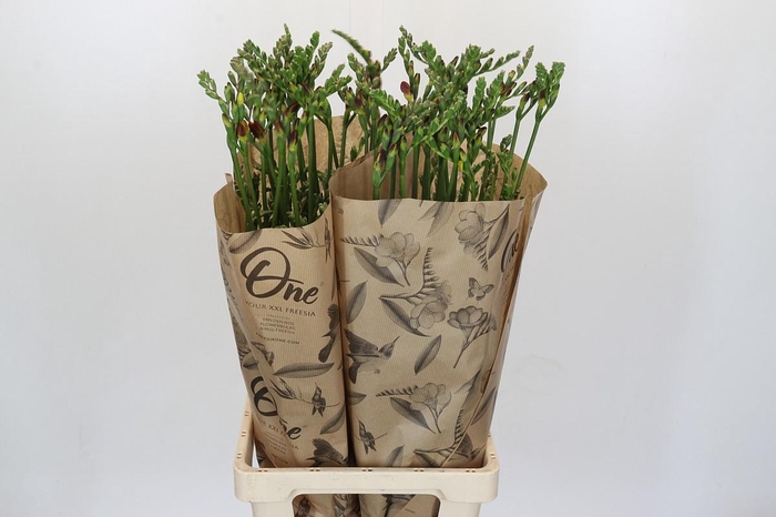 <h4>Freesia One Red XXL</h4>