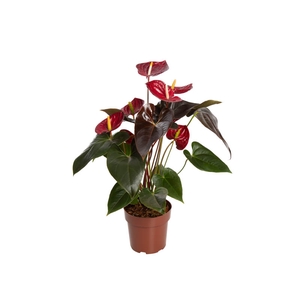 ANTHURIUM DELICATA P17