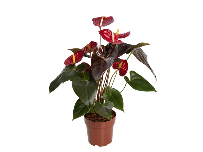<h4>ANTHURIUM DELICATA P17</h4>