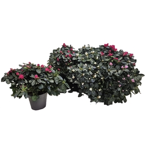 RHODO SI VOGEL GEM