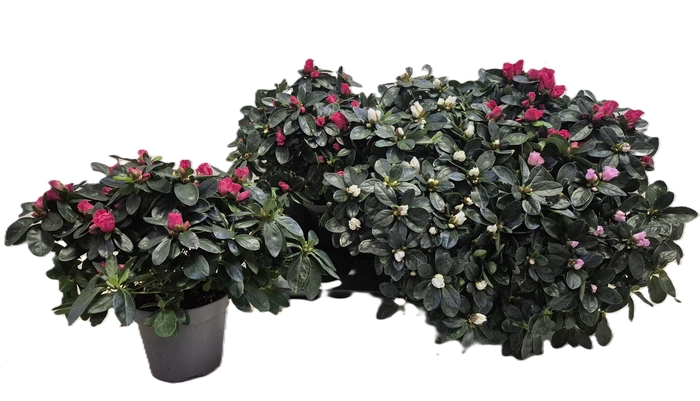 <h4>RHODO SI VOGEL GEM</h4>