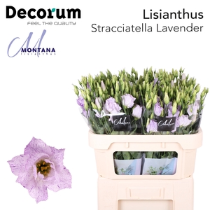 Lisianthus Stracciatella lavender 70cm