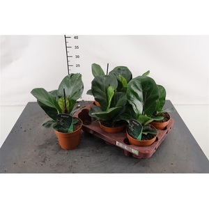 Ficus 12 Cm. P. Lyrata Bambino