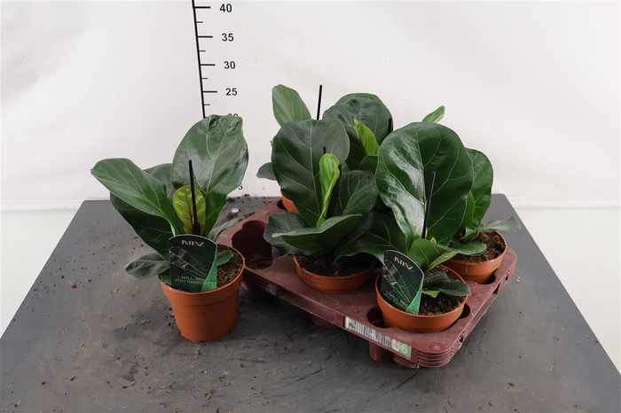 <h4>Ficus 12 Cm. P. Lyrata Bambino</h4>