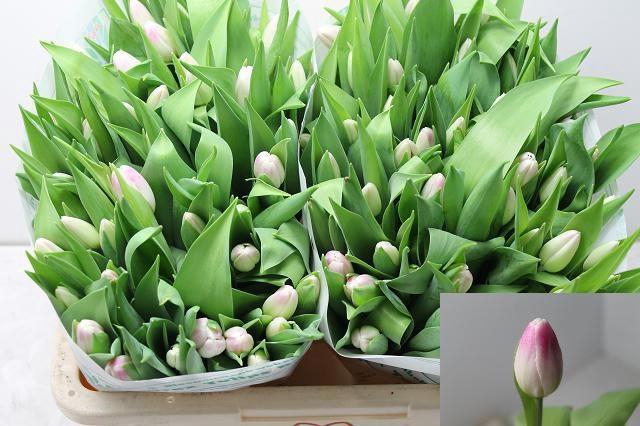 <h4>TU EN FLORENCE</h4>