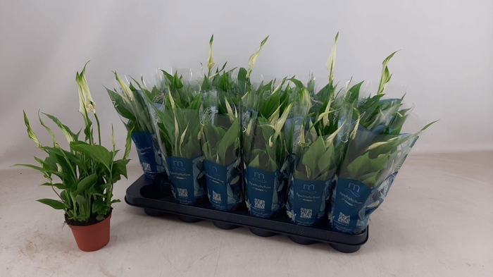 <h4>SPATH CHOPIN</h4>