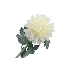 Chrysant Deco Cream Extra