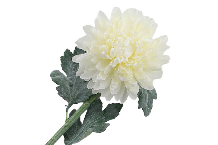 <h4>Chrysant Deco Cream Extra</h4>