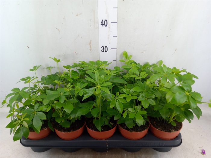 <h4>Schefflera arbor.   ...</h4>