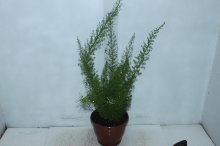 <h4>ASPARGO REAL P19</h4>