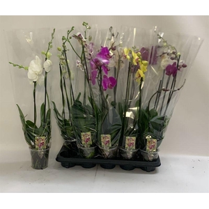 PHAL GEM
