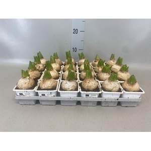 Hyacinthus orie. 'Fairy White'