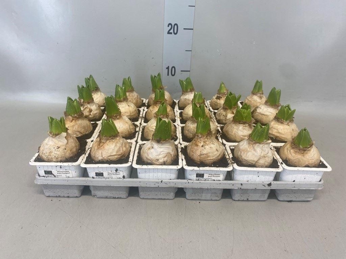 <h4>Hyacinthus orie. 'Fairy White'</h4>