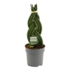 Sansevieria Cylindrica 12 cm Braid