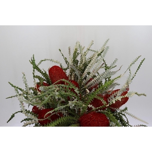 Banksia Speciosa Red