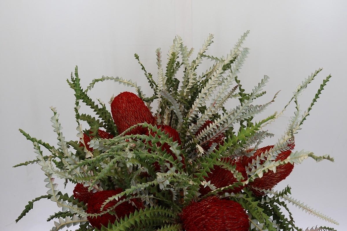 <h4>Banksia Speciosa Red</h4>