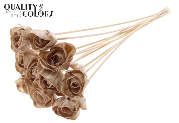 Shola Dear Holly 6cm on stem Wax Beige