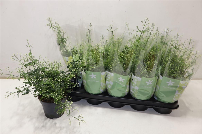 <h4>Jasm Polyanthum Wit</h4>