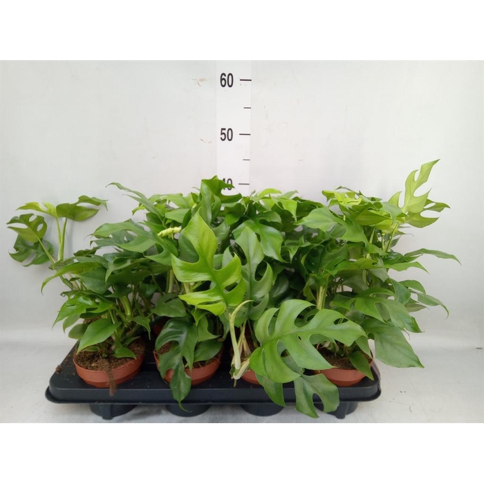 <h4>Rhaphidophora tetrasperma</h4>