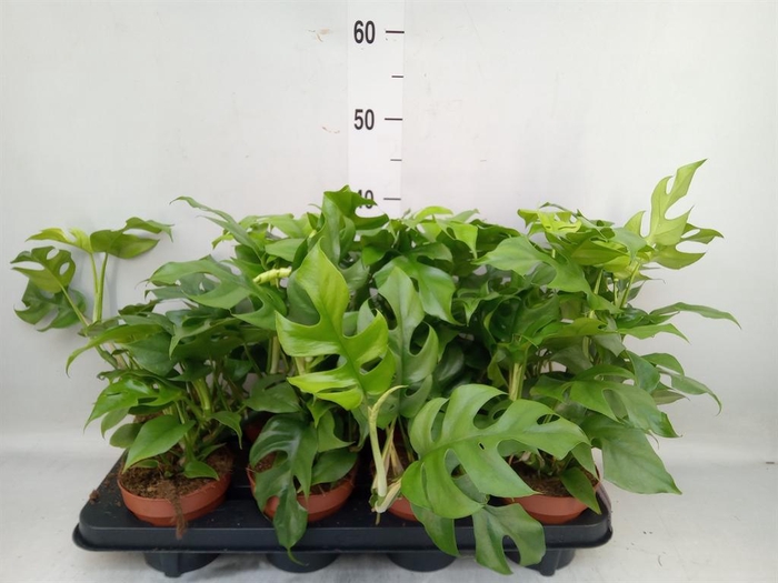 Rhaphidophora tetrasperma