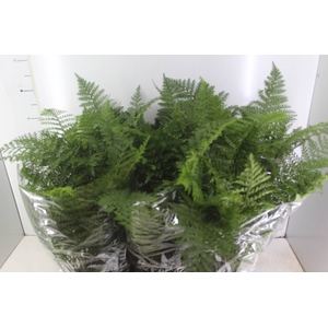 ASPLENIUM PARVATI P17