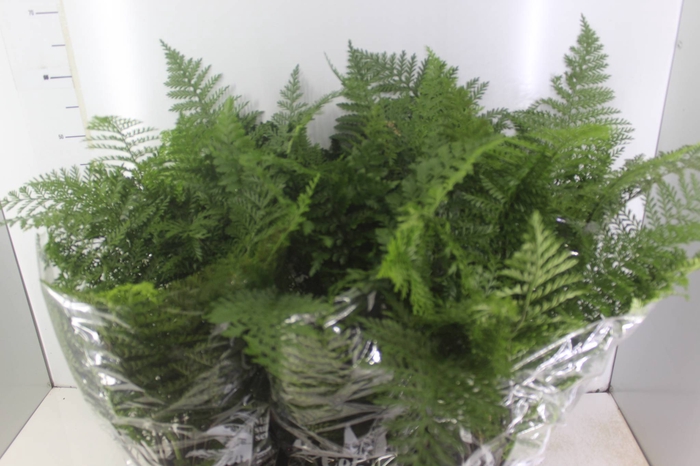 ASPLENIUM PARVATI P17