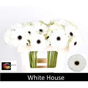 GE GR WHITE HOUSE water 996