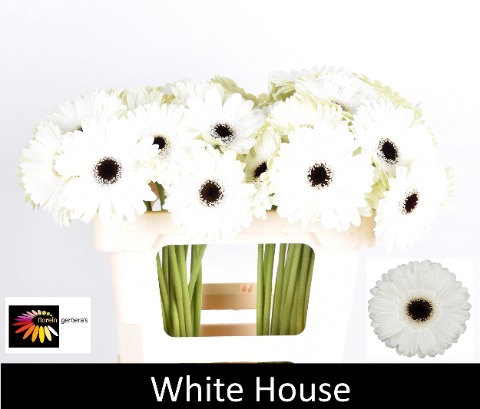 <h4>GE GR WHITE HOUSE water 996</h4>