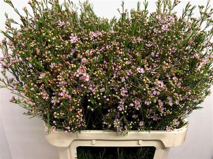 <h4>CHAME UN EARLY NIR</h4>