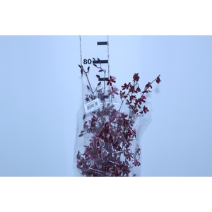 ONCIDIUM SHARRY BABY 080 CM
