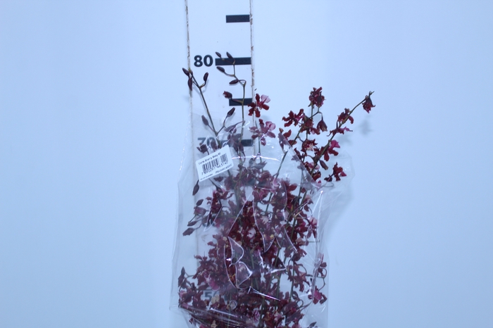 ONCIDIUM SHARRY BABY 080 CM