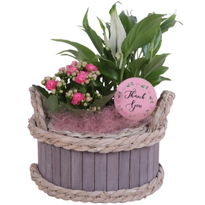 Mothersday Arr. Indoor Wooden Pot Waterhyacint Rim Ø19cm 2PP