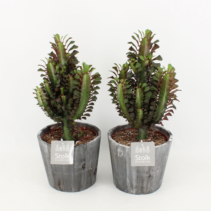 <h4>Euphorbia Trigona Rubra in Wood Grijs P17</h4>