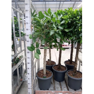 Ficus benghalensis 'Audrey'