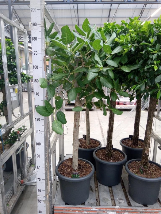 <h4>Ficus benghalensis 'Audrey'</h4>