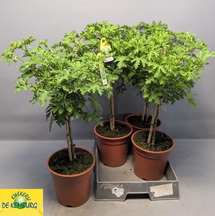 <h4>PEL GRAV LEMON TREE</h4>
