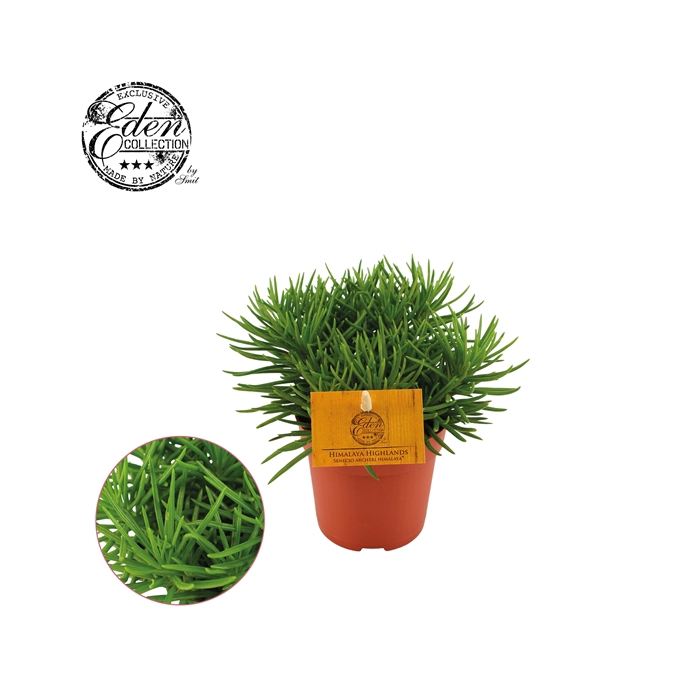 <h4>Senecio Himalaya 10,5cm</h4>