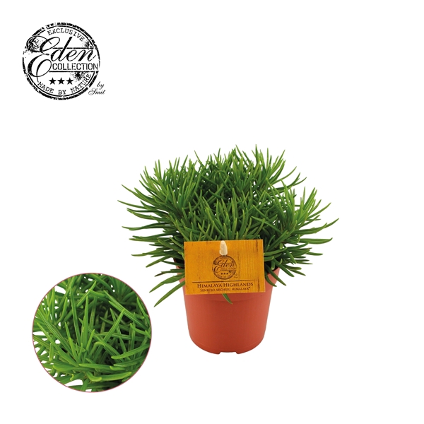 <h4>Senecio archeri 'Himalaya'</h4>