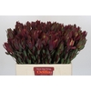 Leucadendron Senorita