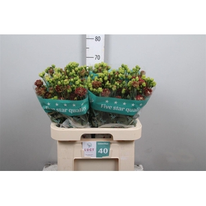 Eus G Rosanne D Terracotta