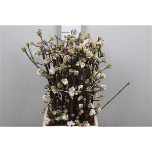 Vibur Bodn Ch Lamont