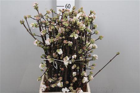 <h4>Vibur Bodn Ch Lamont</h4>