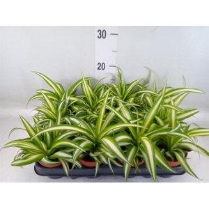 Chlorophytum com. 'Variegatum'