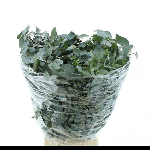 <h4>EUC CINEREA PER BOS</h4>