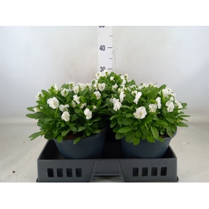 Viola corn. 'Evo Mini White'
