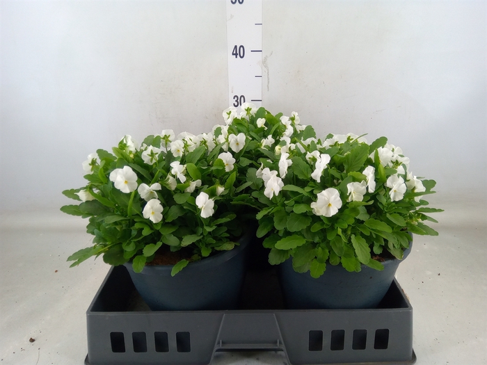 <h4>Viola corn. 'Evo Mini White'</h4>